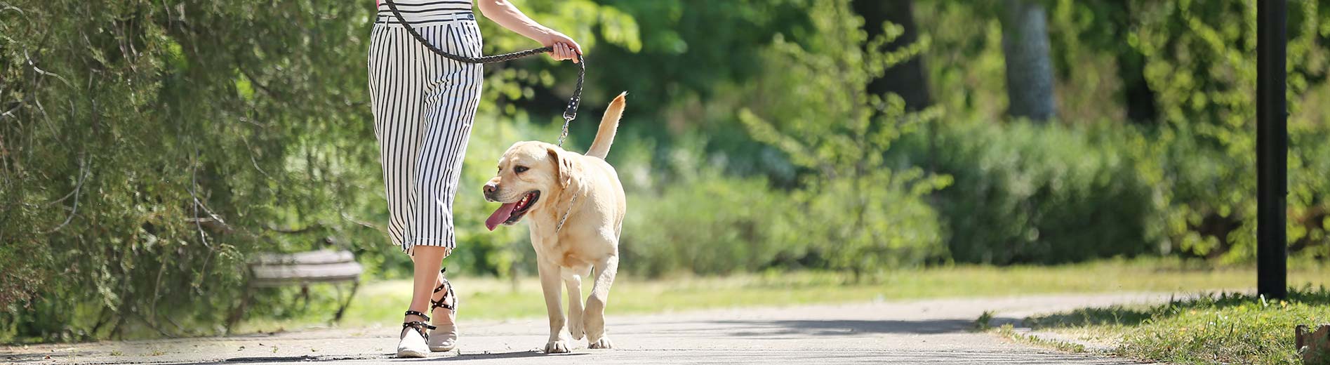 hero-amenities-dog-on-leash